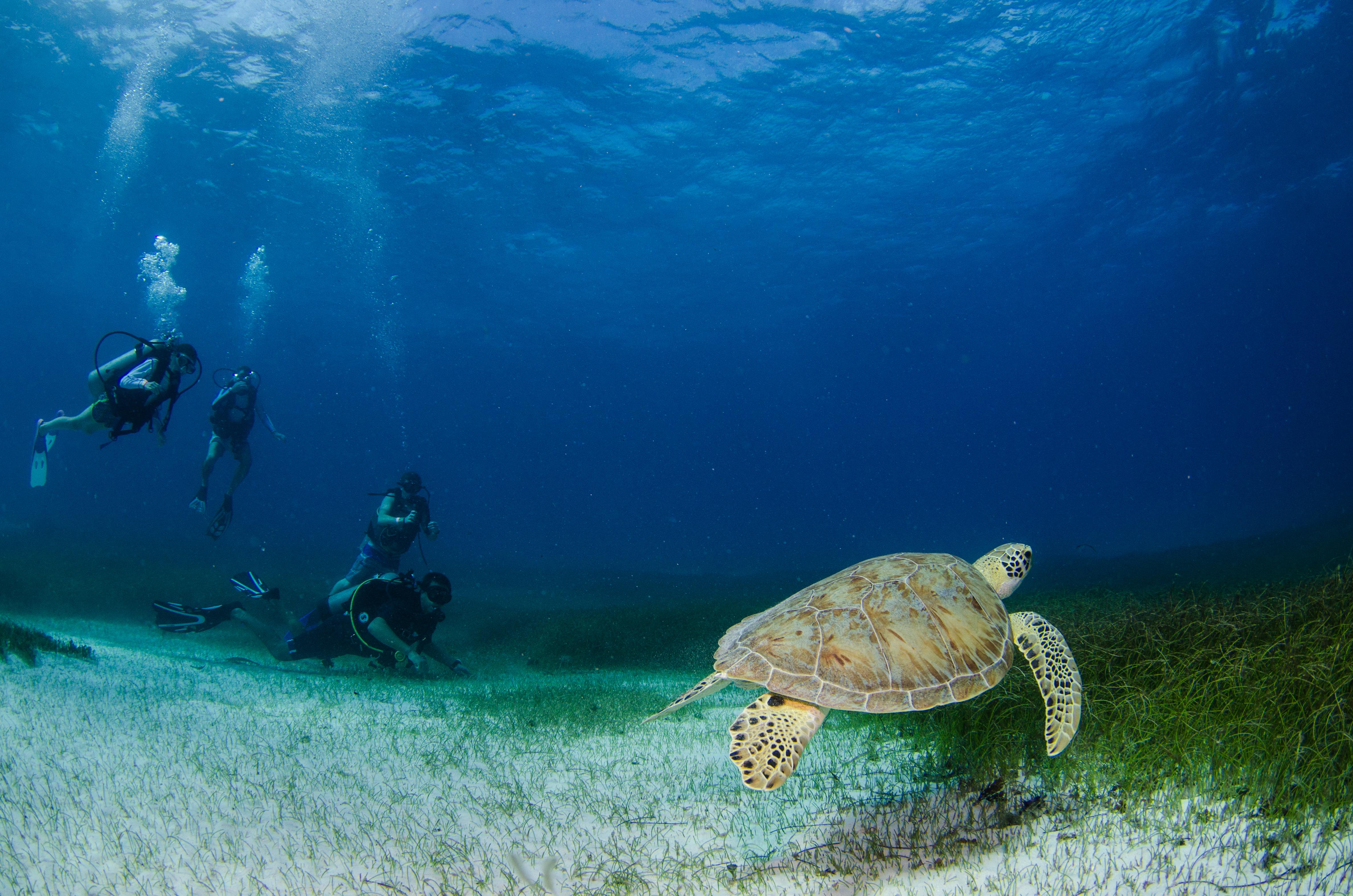 Akumal Natura Glamping Luaran gambar